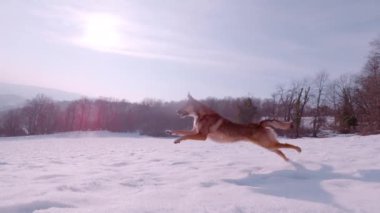 Heyecanlı bir melez köpek, karlı vadinin üzerindeki manzaralı bir çayırda atlar ve karda koşar. Kış kırsalında bir yürüyüş sırasında karda koşmaktan gerçekten hoşlanıyor..