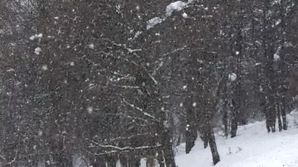 Zavření Sotva Viditelné Obrysy Lesních Porostů Důsledku Silného Zimního Sněžení — Stock video
