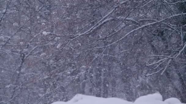 Суперський Славський Мотот Close Сильний Снігопад Голими Лісовими Деревами Задньому — стокове відео