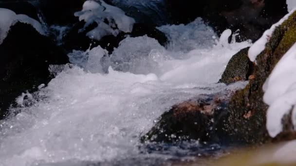 슬로우 클로즈업 활기차고 흐름의 흐름을 이끼와 사이의 만드는 신선한 흐르는 — 비디오