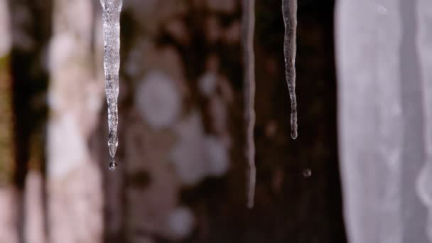 超级慢速运动 Macro Dof 滴下的水滴从闪亮的融化冰柱 冬天温暖的气温和阳光使悬着的冰柱融化 水晶球从水晶冰柱上掉下来 — 图库视频影像
