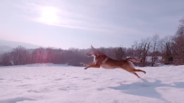 Slow Motion Lens Flare Podekscytowany Mieszany Pies Skacze Biegnie Śniegu — Wideo stockowe