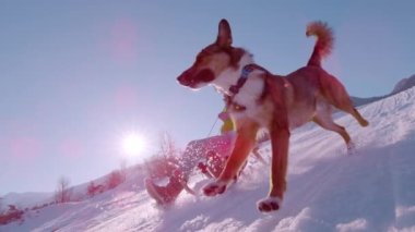 Yavaş hareket, LENS FlaRE: neşeli adam kayak ve kahverengi köpek onun yanında koşuyor. Genç adam ve onun sevimli melez köpekleri kış tatillerinde karlı Alp Vadisi 'nde harika vakit geçirirler..