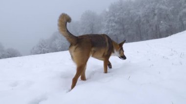 Kahverengi melez köpek, karlı bir çayırı koklayıp aramakla meşgul. Meraklı çoban köpeği yeni yağmış kırsal bölgeleri keşfediyor. Kar yağarken kış yürüyüşüne çıkan sevimli köpek..