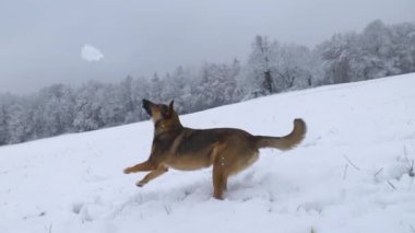 Bersagliera kahverengi köpek sahibinin fırlattığı uçan bir kartopundan sonra zıplıyor. Sevimli melez köpek yavrusu yeni yağmış karda oynamayı ve koşmayı seviyor. Kış köpeği karlı kırsalda yürüyor.