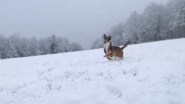 Canlı köpek, sahibinin bir yürüyüş sırasında fırlattığı uçan bir kartopunu kovalıyor. Enerjik çoban köpeği yeni yağmış karda koşuşturmaktan ve oynamaktan hoşlanır. Kırsalda karlı bir kış günü.