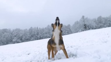 Enerjik köpek, uçan bir kartopunu yakalamak için havada yükseğe zıplar. Tapılası melez köpek, yeni yağmış karda oynamayı ve koşmayı seviyor. Kış köpeği karlı kırsalda yürüyor.