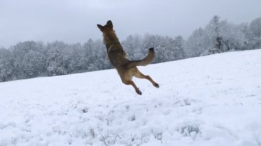 Aktif genç köpek, uçan bir kartopunu yakalamak için havada yükseğe zıplıyor. Enerjik çoban köpeği yeni yağmış karda koşuşturmaktan ve oynamaktan hoşlanır. Kırsalda karlı bir kış günü.