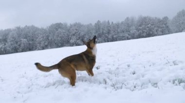 Şirin kahverengi çoban köpeği sahibinin attığı kartopunu yakalıyor. Tapılası melez köpek, yeni yağmış karda oynamayı ve koşmayı seviyor. Kış köpeği karlı kırsalda yürüyor.