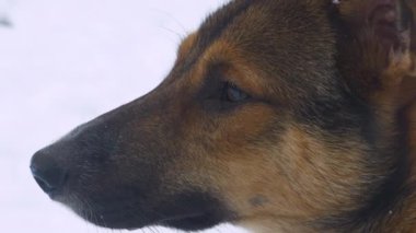 Yaklaşın, kar taneleri dışarıda oturan sevimli bir köpeğin kahverengi kürkünün üzerine düşüyor. Sevimli melez köpek, karlı bir çayırın kenarında oturur ve beyaz kristaller paltosunun üstüne düşerken etrafına bakar..