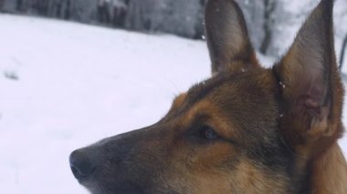 PORTRAIT, KAPALI: Düşen kar tanelerine doğru bakan sevimli bir köpeğin kahverengi gözleri. Sevimli melez köpek, karlı bir çayırın kenarında oturur ve kar kristalleri paltosunun üstüne düşerken etrafına bakar..