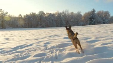 Güneşli güzel bir kış sabahı ve uçan kartopu kovalayan neşeli kahverengi bir köpek. Genç çoban köpeği taze yağmış karda koşmaktan ve oynamaktan hoşlanır. Karlı kırsalda kış harikalar diyarı