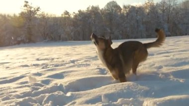Genç çoban köpeği dışarıda sahibiyle oynarken kartopunu kovalıyor. Sevimli melez köpek yeni yağmış karda koşup zıplamayı sever. Karlı kırsalda kış masalı.