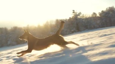 Altın gün batımında kış yürüyüşünde kartopu kovalayan neşeli köpek. Genç bir melez köpek, karla kaplı vadiyi harika gören güzel bir çayırda oynamaktan zevk alır..