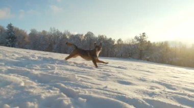 Canlı kahverengi çoban köpeği, altın gün batımında ışıl ışıl parlayan yeni yağmış karda koşuşturuyor. Genç melez köpek kış vadisinde karlı bir çayırda oynamaktan zevk alır..