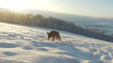 Aktif çoban köpeğinin taze karda koştuğu altın kış gündoğumu. Genç ve oyuncu melez bir köpek, karlı dağlık vadide karlı bir çayırda kar toplarını kovalamayı sever..