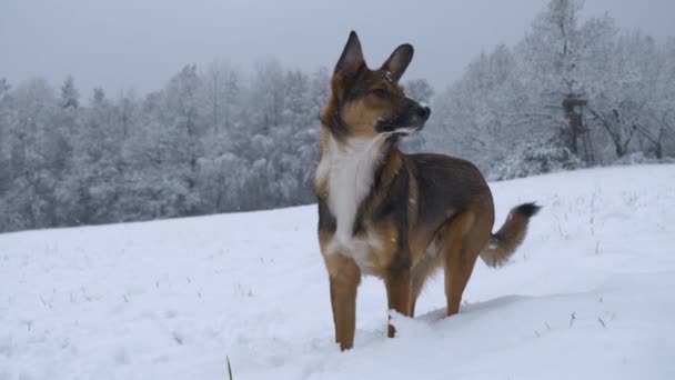 Stänga Upp Nyfiken Herdehund Utforskar Runt Nysnöad Äng Förtjusande Brun — Stockvideo