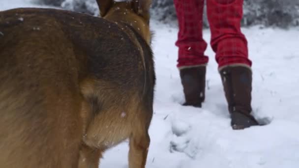 Close Послушная Собака Следует Своим Хозяином Время Прогулки Свежевыпавшему Снегу — стоковое видео