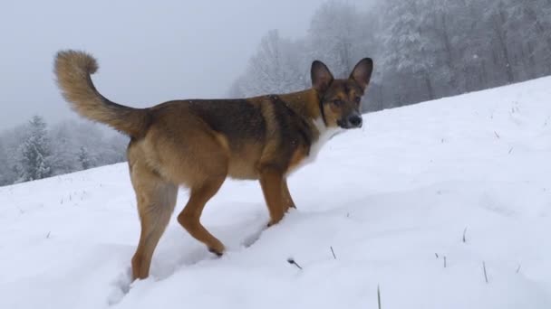 Sluiten Hond Verkent Sporen Verse Sneeuw Een Witte Weide Bij — Stockvideo