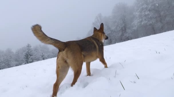 Close Een Besneeuwde Dag Hond Verkennen Snuffelen Rond Witte Weide — Stockvideo