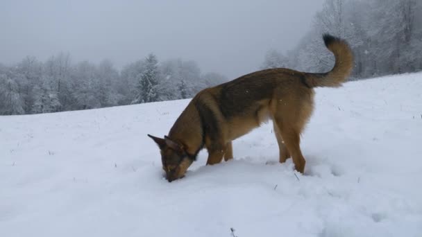 Heerlijk Hondje Met Sneeuw Zijn Neus Het Snuiven Van Vers — Stockvideo