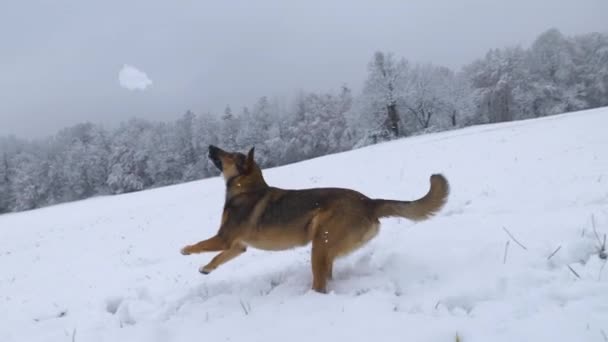 在主人扔了一个飞雪球之后 活泼的棕色狗跳了起来 可爱的杂种狗喜欢在新近下过雪的地方玩耍和跑来跑去 冬天的狗在雪地里散步 — 图库视频影像