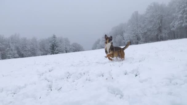 Cerrar Animado Perro Persigue Una Bola Nieve Voladora Lanzada Por — Vídeos de Stock