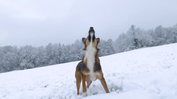 慢动作 精力充沛的猎狗在空中跳得很高 以抓住一个飞舞的雪球 可爱的混种狗喜欢在新近下过雪的地方玩耍和跑来跑去 冬天的狗在雪地里散步 — 图库视频影像