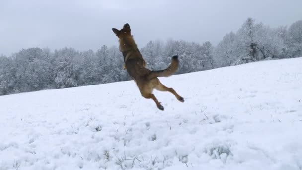 Movimiento Lento Perro Joven Activo Salta Alto Aire Para Atrapar — Vídeos de Stock