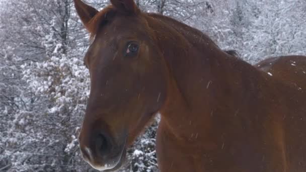 Portrait Zamknij Się Piękny Brązowy Koń Dziwnie Patrzy Stronę Kamery — Wideo stockowe