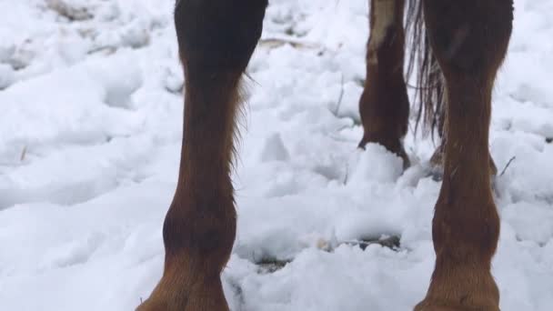 Portrait Zamknij Się Piękne Ujęcie Piedestału Brązowego Konia Kopyt Głowy — Wideo stockowe