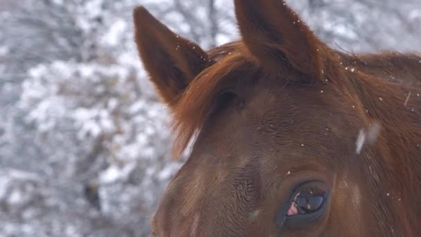 Retrato Fechar Cavalo Marrom Pisca Olho Por Causa Floco Neve — Vídeo de Stock
