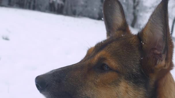 Portrait Close Коричневі Очі Милої Собаки Яка Дивиться Падаючі Сніжинки — стокове відео