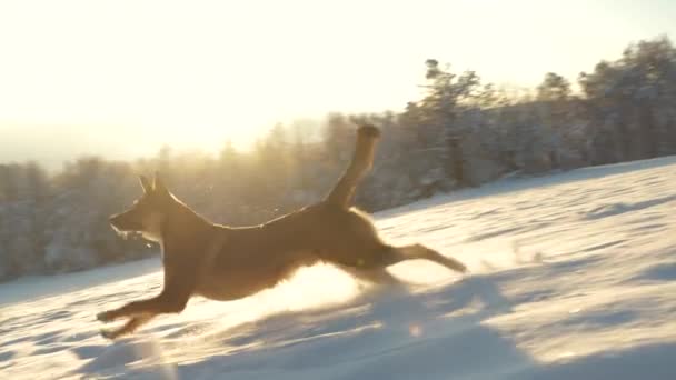 Lens Flare Speelse Hond Jagen Sneeuwbal Een Winterwandeling Gouden Zonsondergang — Stockvideo