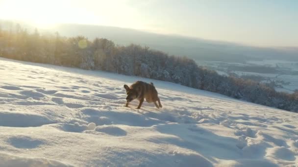Lens Flare Gouden Winterzon Met Actieve Herdershond Die Verse Sneeuw — Stockvideo