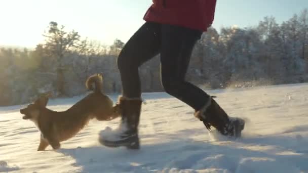 Flare Los Lentes Dama Juguetón Perro Corren Sobre Nieve Fresca — Vídeos de Stock