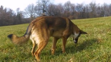 Kahverengi melez köpek yeşil bir çayırda yürürken mukus kusar. Karnı ağrıyan çoban köpeği, bir sonbahar yürüyüşünde çok fazla yeşil gras yedikten sonra kırlarda kusar..