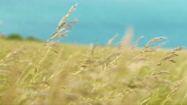 Mavi okyanusun yukarısındaki kayalıklarda sallanan çimlerin detaylı görüntüsü. Güney İngiltere 'nin güzel kıyı şeridi boyunca uçurumların üzerinden esen rüzgârda sallanan yeşil çayırlar hışırdıyor..