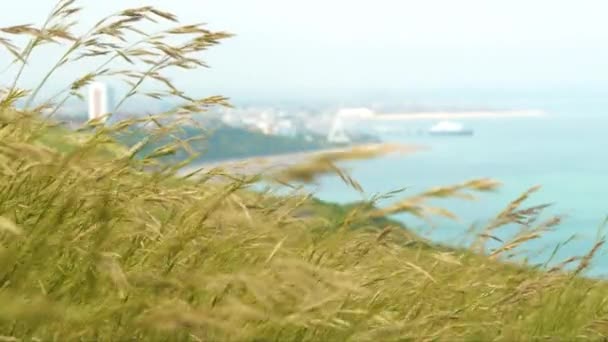 Yaz Rüzgarı Eastbourne Sahil Kasabasının Yukarısındaki Bir Uçurumda Çimenleri Sallıyor — Stok video