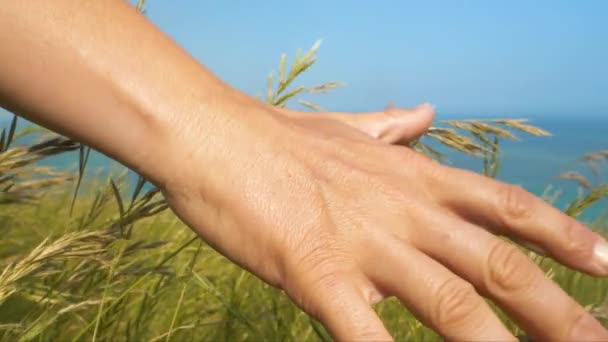 Sluiten Omhoog Dof Vrouwelijke Hand Zachtjes Raakt Groen Gras Zwaaien — Stockvideo
