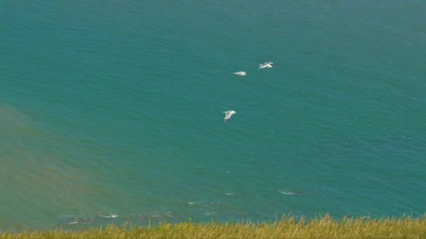 Gaviotas Blancas Volando Por Encima Del Borde Acantilado Herboso Día — Vídeo de stock