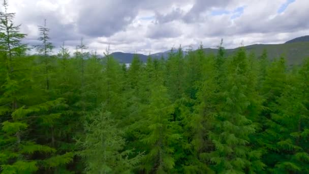 エリアル 緑色のスプルーの上の飛行は スコットランドの山頂の間の牧草地と拡散した森林で覆われた絵のような谷を流れる広大な流れる川を明らかにします — ストック動画