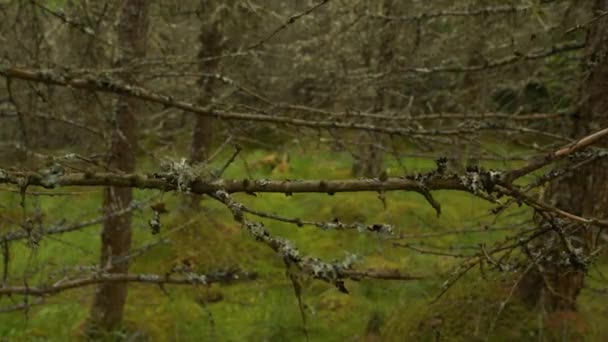 Chiudi Rami Secchi Conifere Ricoperti Licheni Una Foresta Montagna Incontaminata — Video Stock