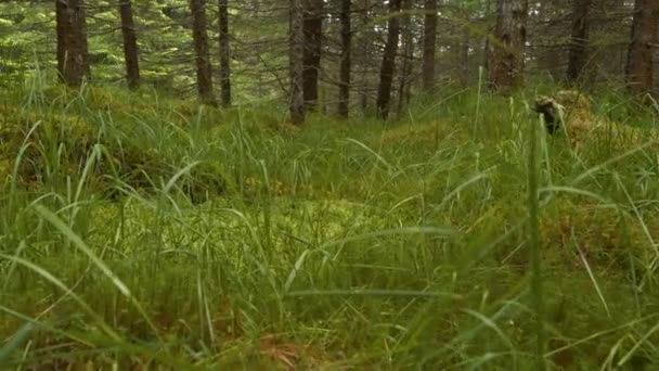 Chiudi Erba Verde Vibrante Muschio Ricoprono Terreno Della Foresta Scozzese — Video Stock