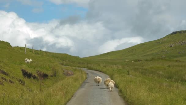 Ovelhas Bonitas Caminham Longo Estrada Enquanto Pastam Livremente Nos Prados — Vídeo de Stock