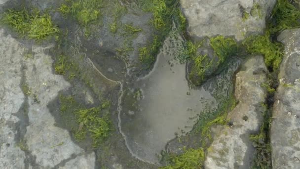 头皮下垂 在斯凯岛上的一块海岩上 在化石化的恐龙脚印中打桩 惊人的巨大侏罗纪化石痕迹灭绝的动物可见在低潮 苏格兰海岸丰富多彩的历史 — 图库视频影像