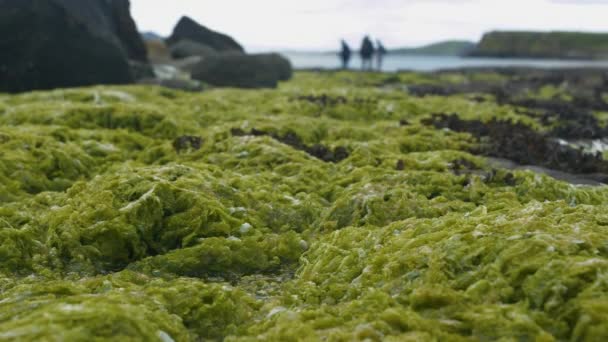 Dof 未知の観光客が歩いている緑の海藻で覆われたロッキーな海岸は 低潮に見える化石化した恐竜の足跡を探しています スカイ島の興味深い観光名所 — ストック動画