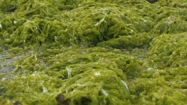 Close Dof Algues Vertes Luxuriantes Poussant Sur Bord Mer Rocheux — Video