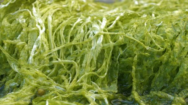 Żywe Zielone Algi Pokrywające Skaliste Wybrzeże Wyspy Skye Przypływ Strefie — Wideo stockowe