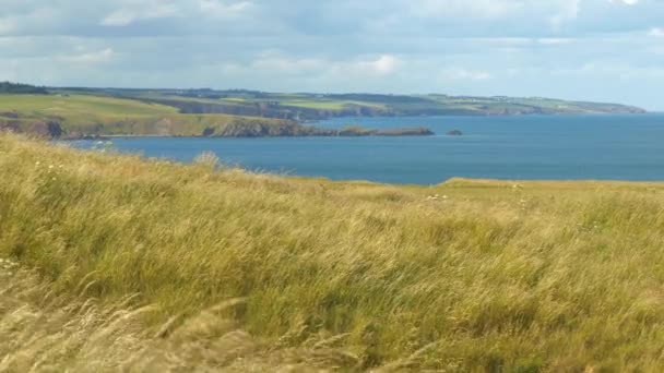 Swaying Green Grass Stunning Views Rugged East Coastline Scotland Beautiful — Stock Video